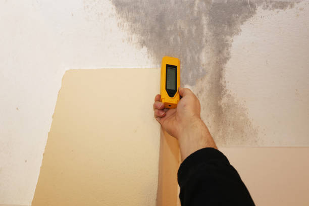 Best Comprehensive Air Testing for Mold Contaminants  in Seaside, CA