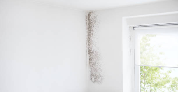 Reliable Seaside, CA Mold Removal Solutions